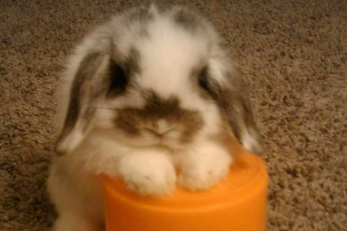 A white and black bunny puts his paws on an orange cup.