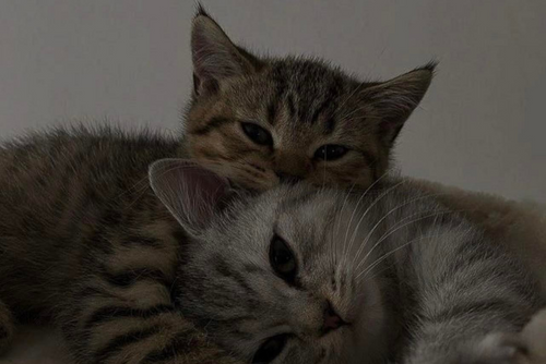 Two cats snuggle while their owner takes a photo.
