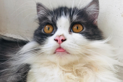 A gray and white fluffy cat looks away from the camera and sticks his tongue out.