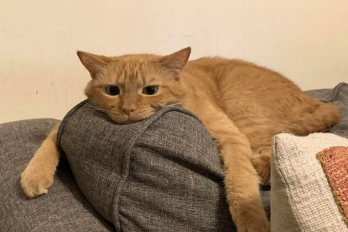 An orange cat lounges on a gray couch with his legs dangling on either side.