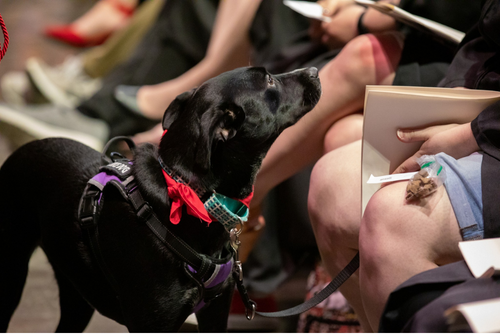 A black service dog looks up at its owner during a graduation ceremony.