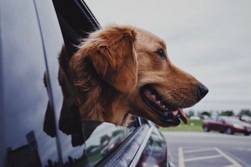 A SEMO Community member's dog sticks its head out of a car window.
