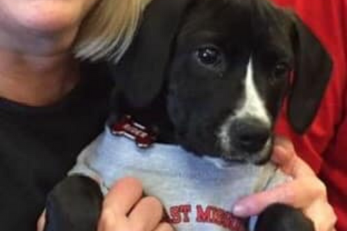 A black and white dog is wearing a small, gray SEMO shirt.
