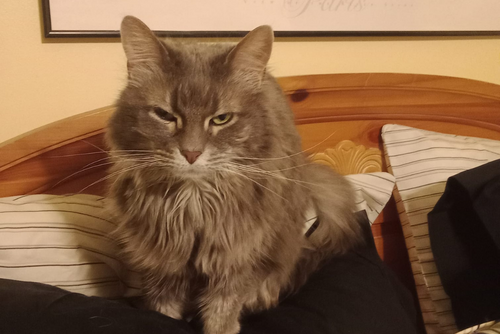 A gray cat sits on its owners bed and stares into the camera.