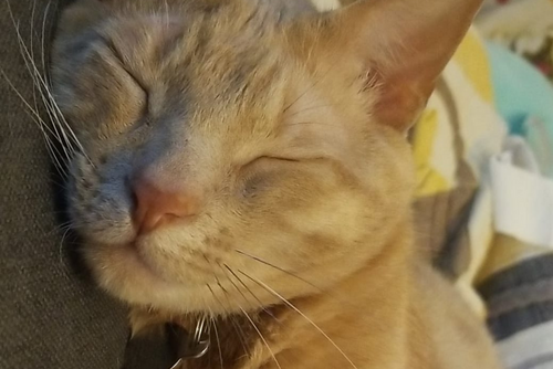 A close up photo of a sleeping orange cat.