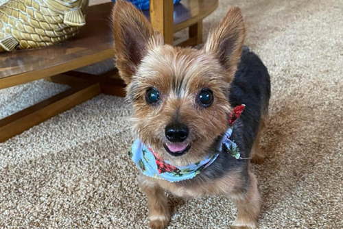 A small brown and black dog seems to smile at the camera. The dog is sitting and wearing a blue bandanna.