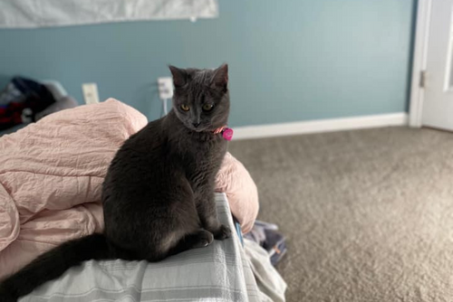 A short haired gray cat sits on a bed in a room with blue walls.