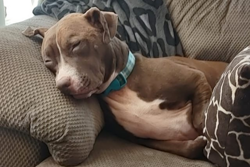A dog sleeps soundly on a couch.