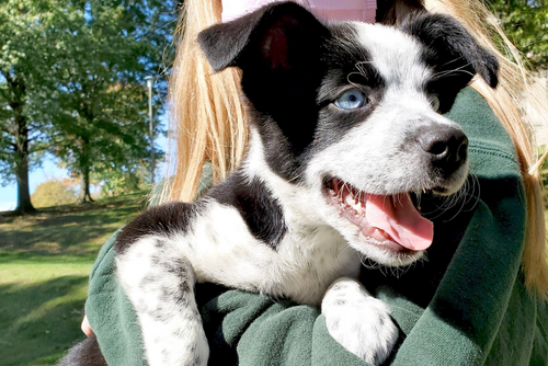 A black and white puppy looks away from the camera. The dog is held by a student in the sunlight on campus.