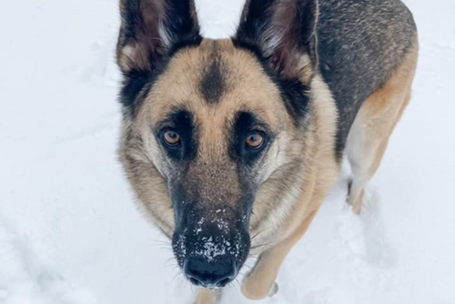 A brown and black dog looks into the camera. Its nose is covered in snow and snow is on the ground.