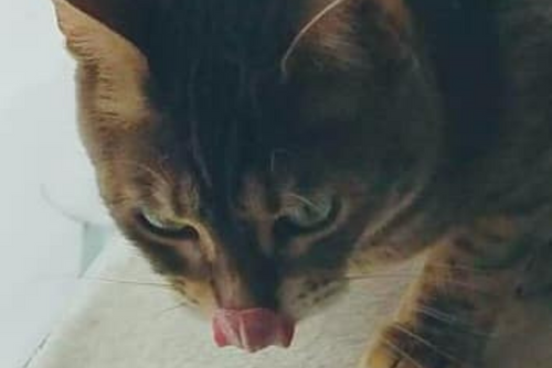 A cat licks it's nose in a photo.