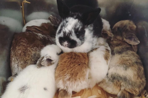 Bunny rabbits sleep in a fluffy pile.