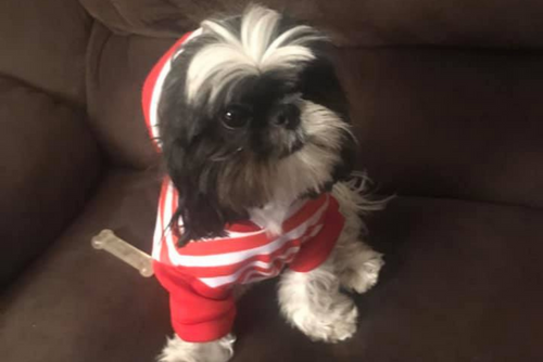 A small black and white dog sits on a couch while wearing a red and white shirt.