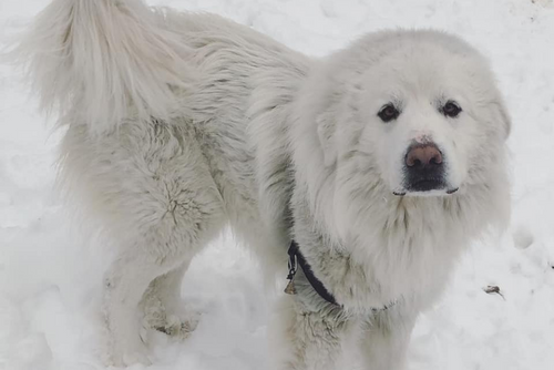 A large white dog stands in the snow.