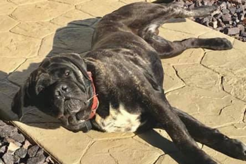 A large black dog lounges on a hot day.