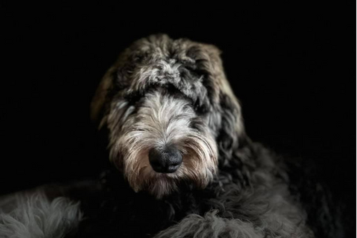 A long haired dog stares at the camera.