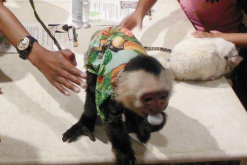 A black and white monkey wears a green shirt and eats a snack.