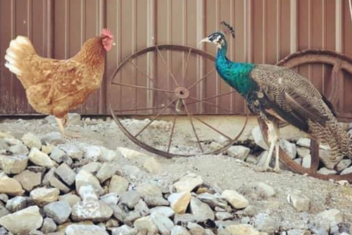 A chicken and peacock stand in front of a barn and farming tools.