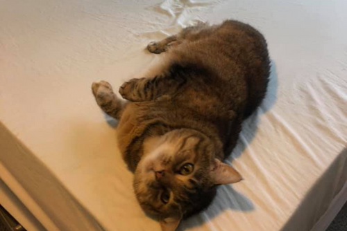 A car lays on the floor looking up at the camera.