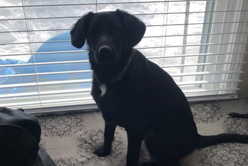 A black dog sits in front of a window with blinds.