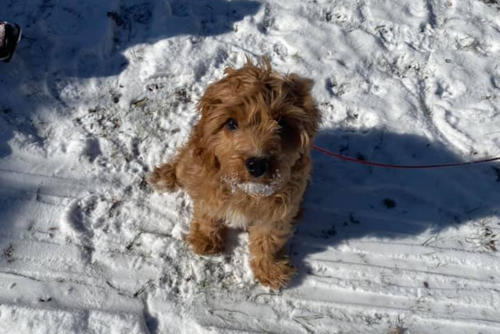 A small puppy stands in the snow looking up to the camera.
