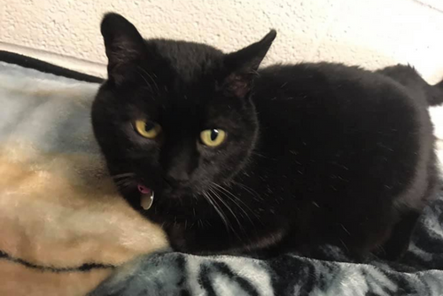 A black cat lies in bed looking away from the camera.