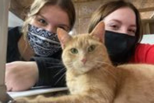 Two students in masks look at the camera. They sit behind an orange cat who judges the camera.