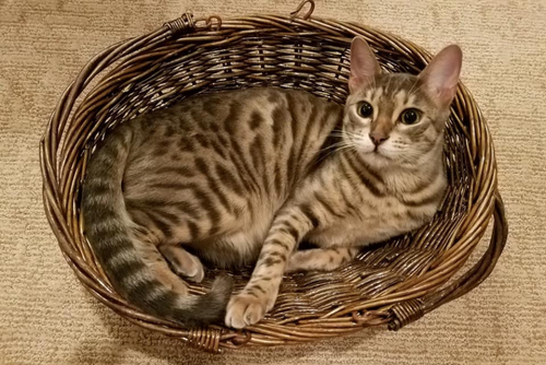 A cat sits in a brown basket on the floor.