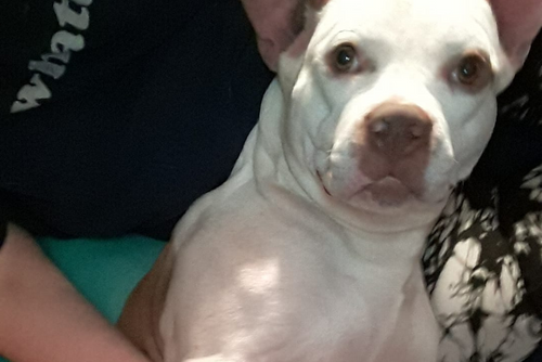 A white dog looks into the camera for a photo.
