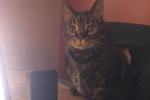 A cat looks past the camera next to a window.