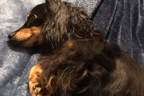 A small black dog lies on its side.