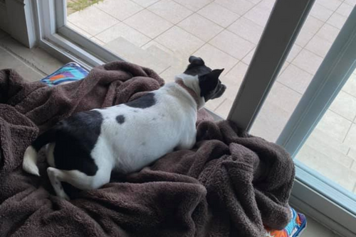 A dog intensely looks out a glass door while lying on a blanket.