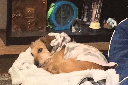 A brown dog lies on a dog bed under a blanket.
