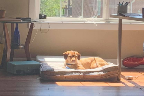 A dog sits near a well lit window on a dog bed. 