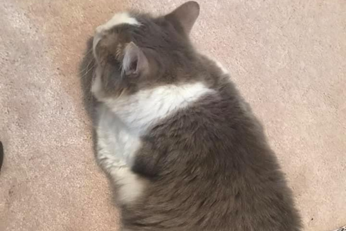 A grey and white cat faces away from the camera and sleeps on the floor.