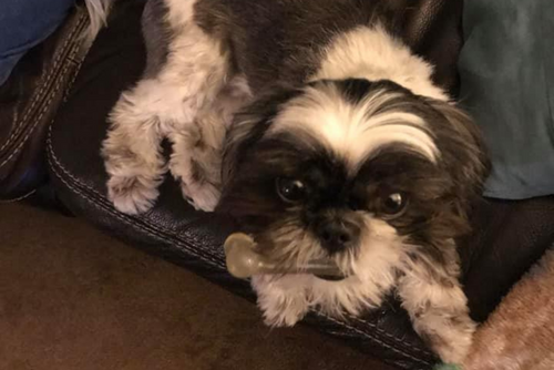 A black and white dog looks lies down and looks up into the camera.