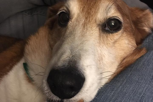 A dog sits very close to the camera. The photo is only of the dogs head.