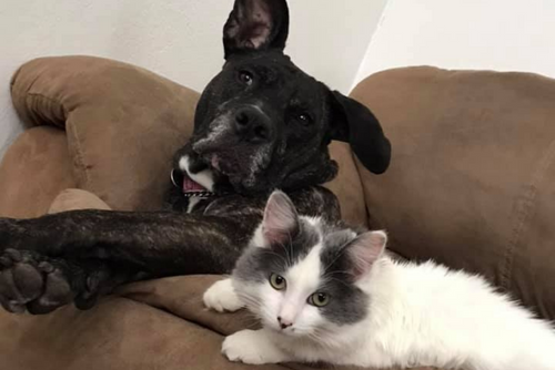 A black dog and white cat sit on a couch together.