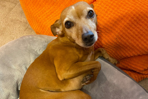 A small brown dog lays near an orange blanket.