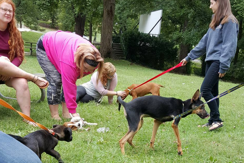 Several students walk their dogs on a sunny campus day.