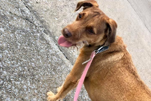 A brown dog on a pink leash stands on pavement and sticks out its tongue.