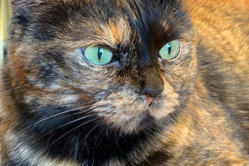 A black and brown cat with bright green eyes looks away from the camera.