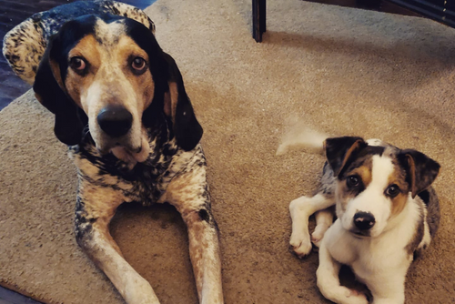 An old and young dog lay on the floor.