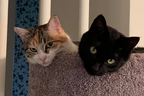 A black and calico cat peak their heads over the back of a couch.