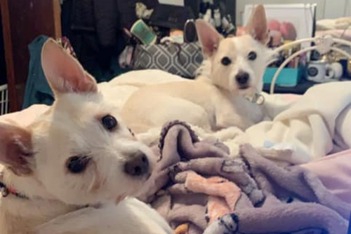 Two tan and white dogs look toward the camera while lying on a bed.