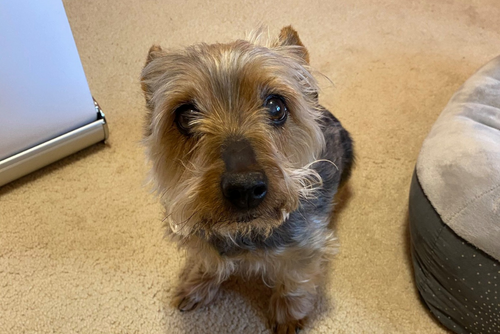 A small brown a black dog sits for a photo.