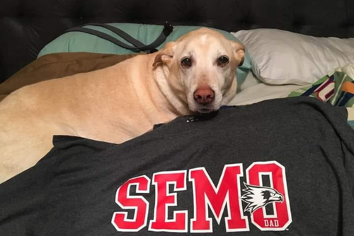 A dog lies next to a SEMO sweatshirt.