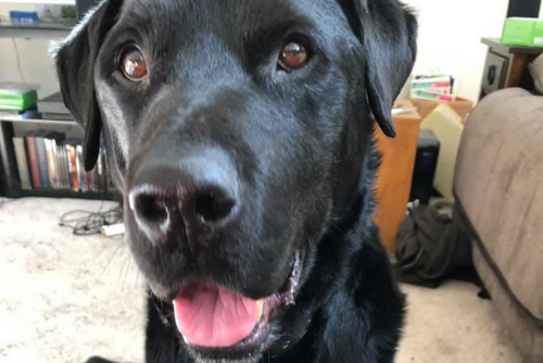 A black dog looks into the camera with its tongue sticking out.