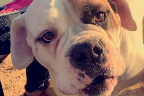 A close up photo of a dog at sunset.