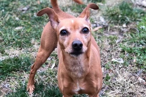 A brown down stands on grass and waits.